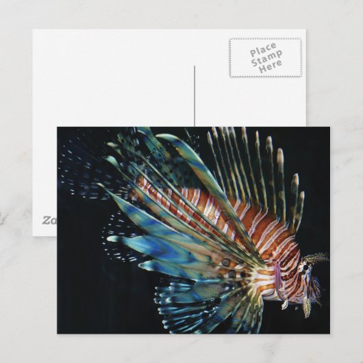 Lion Postkarte (Vorne/Hinten)