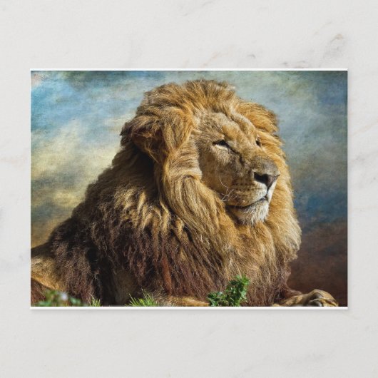 Lion Postkarte (Vorderseite)