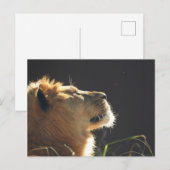 Lion Postkarte (Vorne/Hinten)
