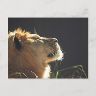 Lion Postkarte