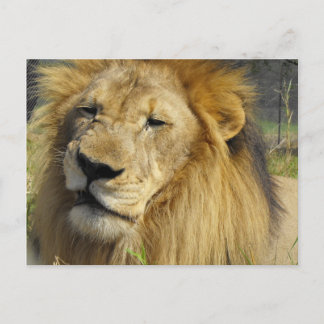 Lion Postkarte