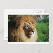 Lion Postkarte (Vorne/Hinten)