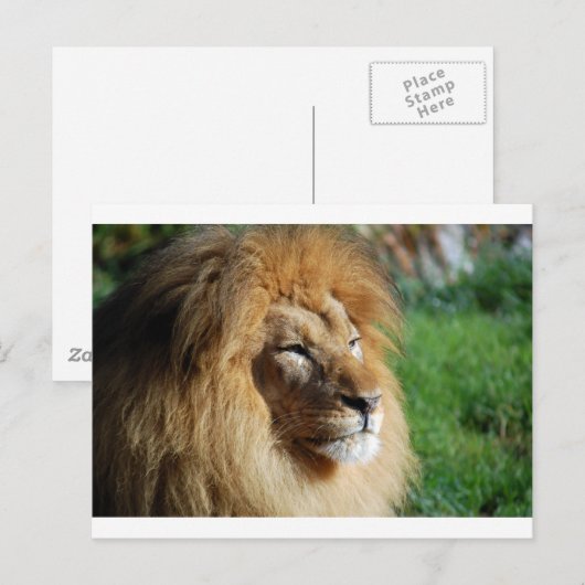 Lion Postkarte (Vorne/Hinten)