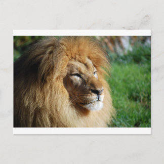 Lion Postkarte