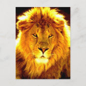 Lion Postkarte (Vorderseite)
