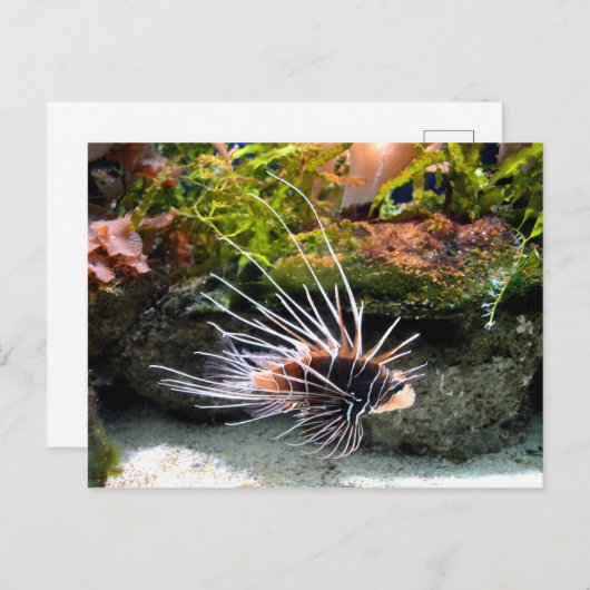 Lion Postkarte (Vorne/Hinten)