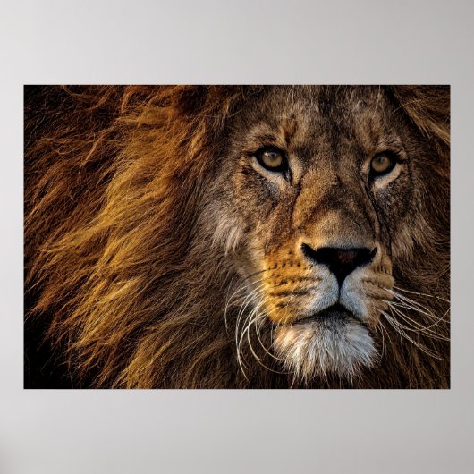 Lion Predator Lion Poster (Vorne)