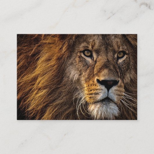 Lion Predator Lion Visitenkarte (Vorderseite)