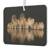 Lion Pride Drinks at the Water Hole at Night Autolufterfrischer (Links)