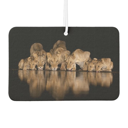 Lion Pride Drinks at the Water Hole at Night Autolufterfrischer (Vorderseite)
