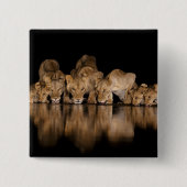 Lion Pride Drinks at the Water Hole at Night Button (Vorderseite)