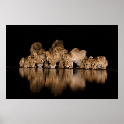 Lion Pride Drinks at the Water Hole at Night Poster (Vorne)