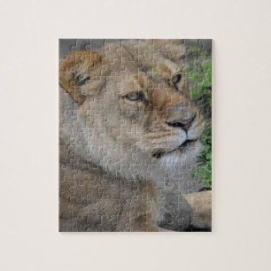 Lion Puzzle