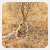 Lion Quadratischer Aufkleber (Vorderseite)