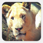 Lion Quadratischer Aufkleber (Vorderseite)