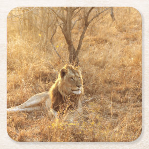 Lion Rechteckiger Pappuntersetzer