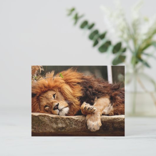 LION RELAXING Postkarten (Stehend Vorderseite)