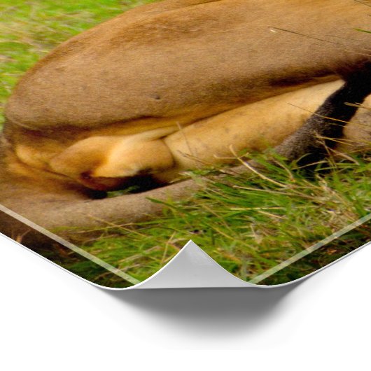 Lion Roaring Poster (Ecke)