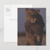 Lion Running Postkarte (Vorne/Hinten)