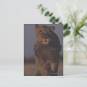Lion Running Postkarte (Stehend Vorderseite)