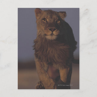 Lion Running Postkarte