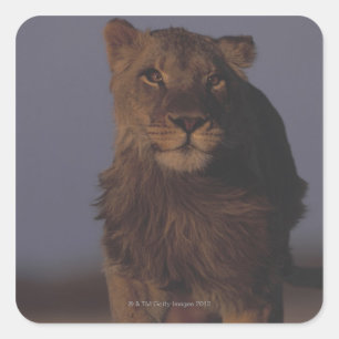 Lion Running Quadratischer Aufkleber