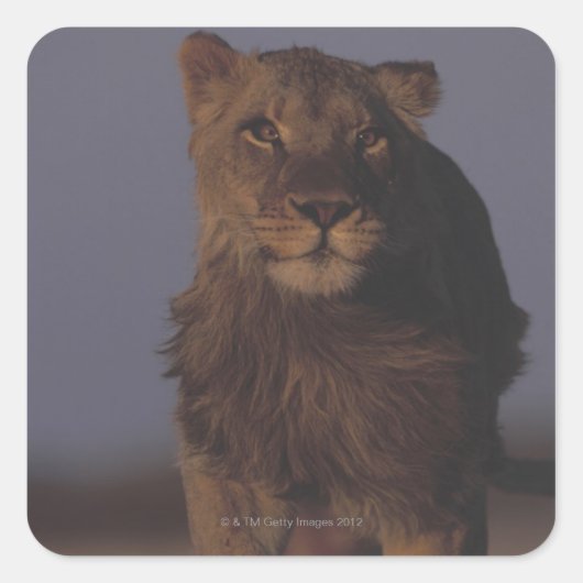 Lion Running Quadratischer Aufkleber (Vorderseite)