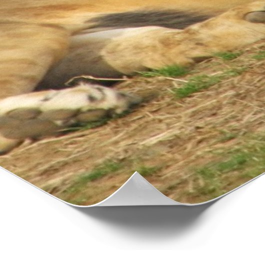 Lion Scripture Poster (Ecke)