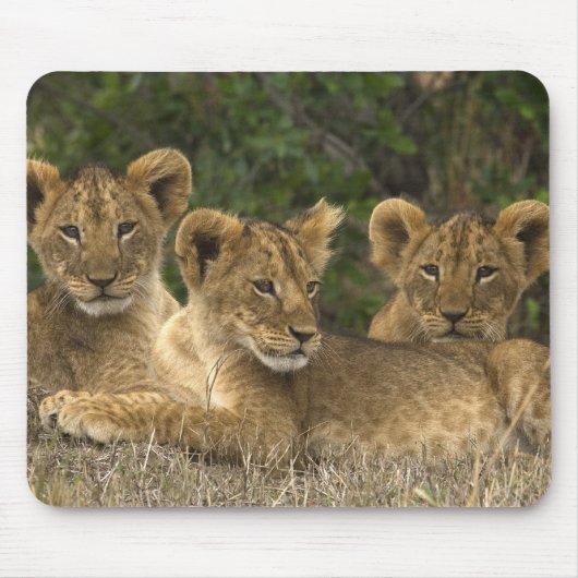 Lion Siblings Mousepad (Vorne)