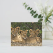 Lion Siblings Postkarte (Stehend Vorderseite)