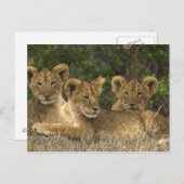 Lion Siblings Postkarte (Vorne/Hinten)
