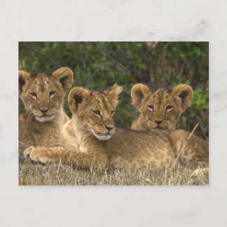 Lion Siblings Postkarte
