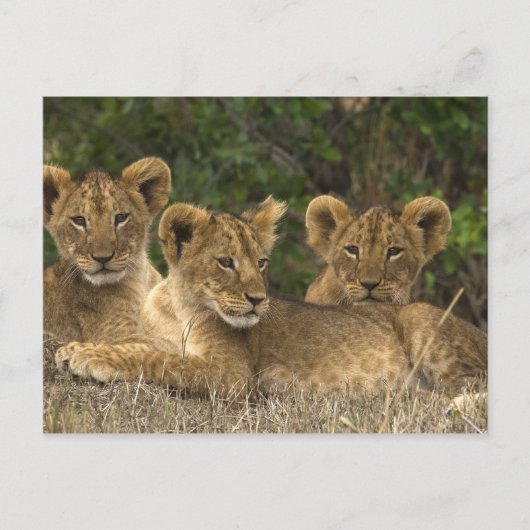 Lion Siblings Postkarte (Vorderseite)