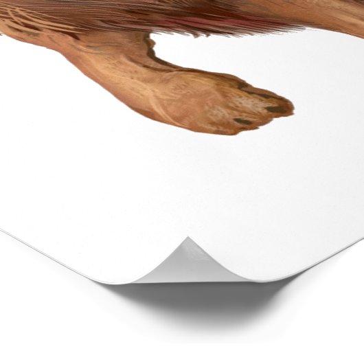 Lion Small Poster (Ecke)