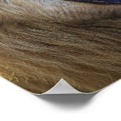 Lion Snarling Wild Poster, Print, Foto Poster (Ecke)