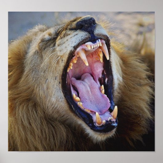 Lion Snarling Wild Poster, Print, Foto Poster (Vorne)