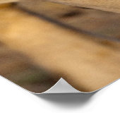 Lion Stalking Poster (Ecke)