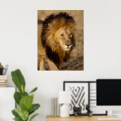 Lion Stalking Poster (Heimbüro)