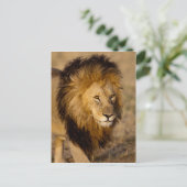 Lion Stalking Postkarte (Stehend Vorderseite)