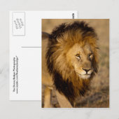 Lion Stalking Postkarte (Vorne/Hinten)