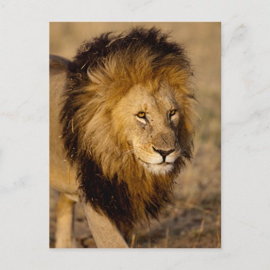 Lion Stalking Postkarte (Vorderseite)