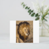 Lion Stalking Postkarte (Stehend Vorderseite)