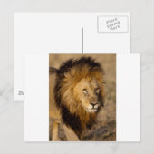Lion Stalking Postkarte (Vorne/Hinten)