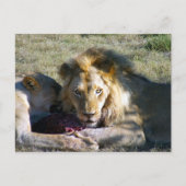 Lion Stare Postcard Postkarte (Vorderseite)