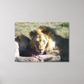 Lion Stare Stretched Leinwand (Vorderseite)