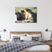 Lion Stare Stretched Leinwand (Insitu (Schlafzimmer))