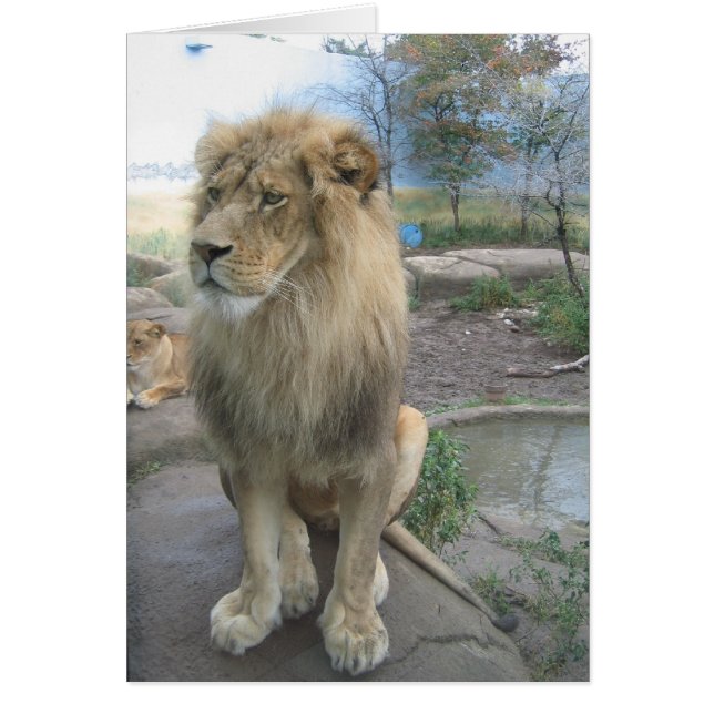 Lion sucht nach dem Mittagessen (Vorne)