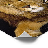 Lion & Tiger Poster (Ecke)