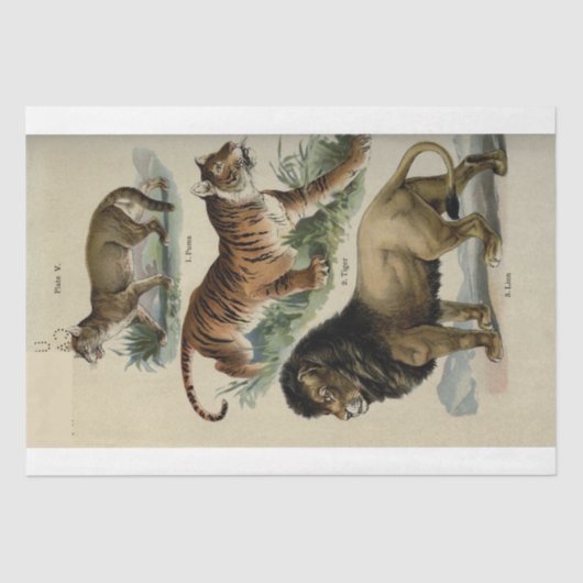 Lion Tiger Puma Ephemera Decoupage Seidenpapier (Vorderseite)