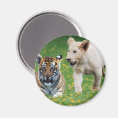 Lion & Tigerjungen spielen im Spiel Magnet (Vorderseite/Rückseite)